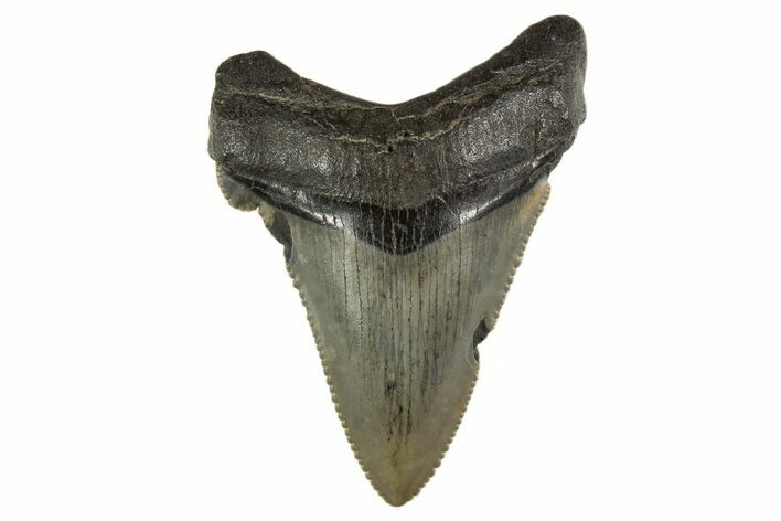 Serrated Angustidens Tooth - Megalodon Ancestor #340332